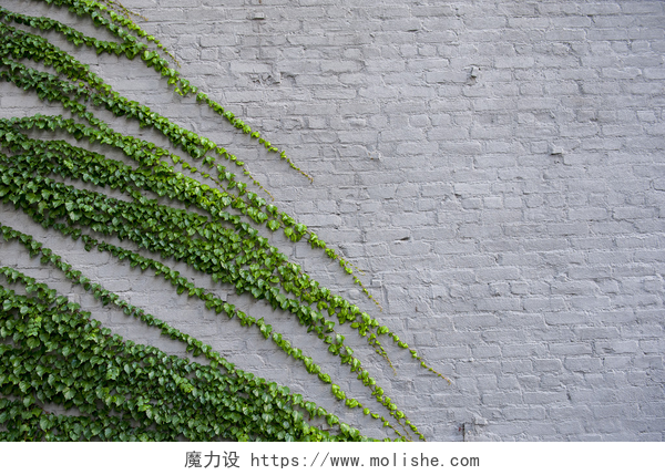 墙上绿色的蔓草植物墙上的常春藤